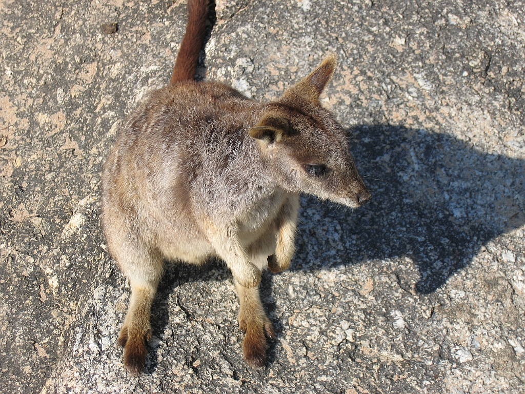 CairnsTC114 Granite Gorge.jpg